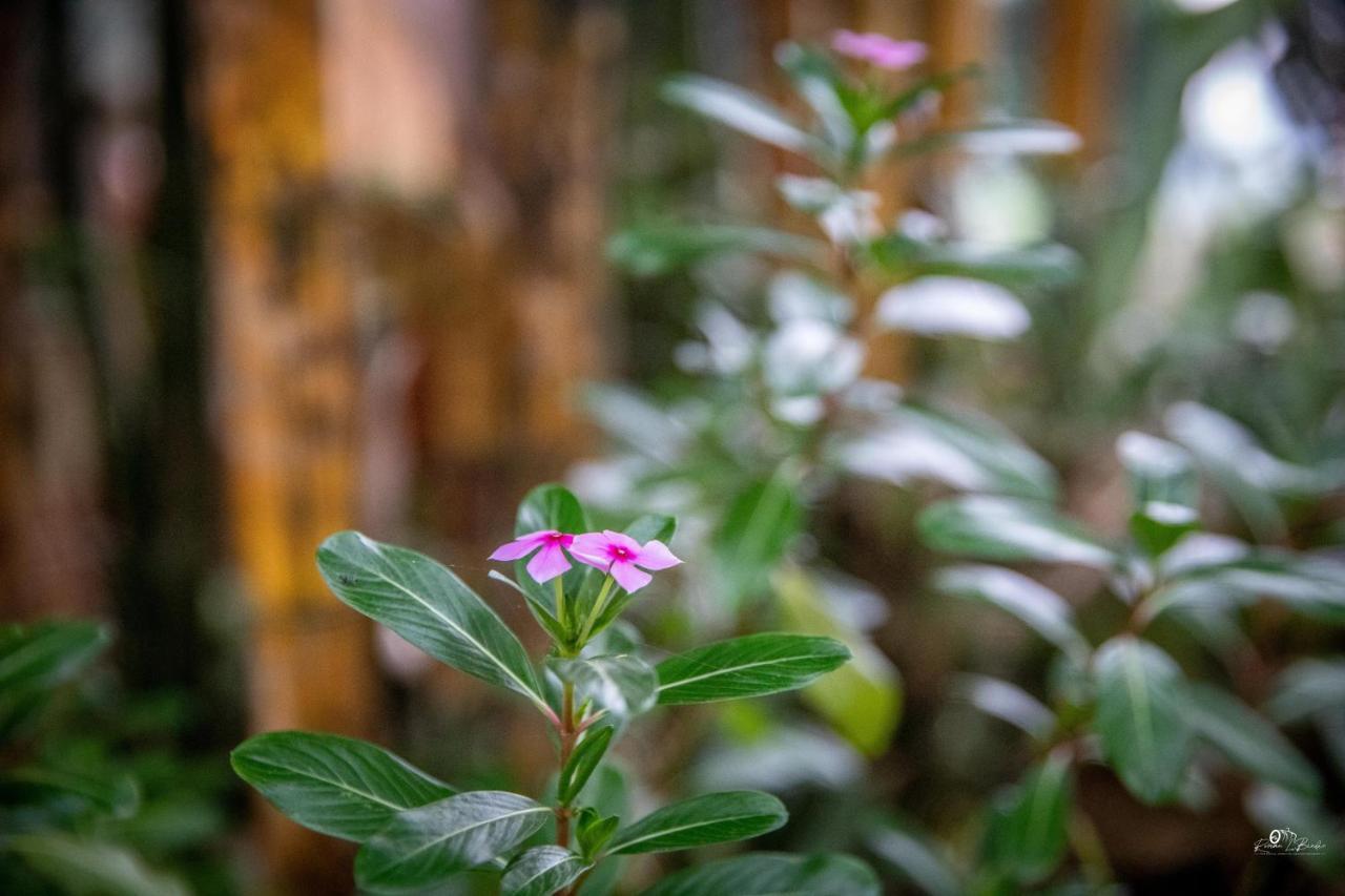 Sapa Riverside Ecolodge & Spa Buitenkant foto